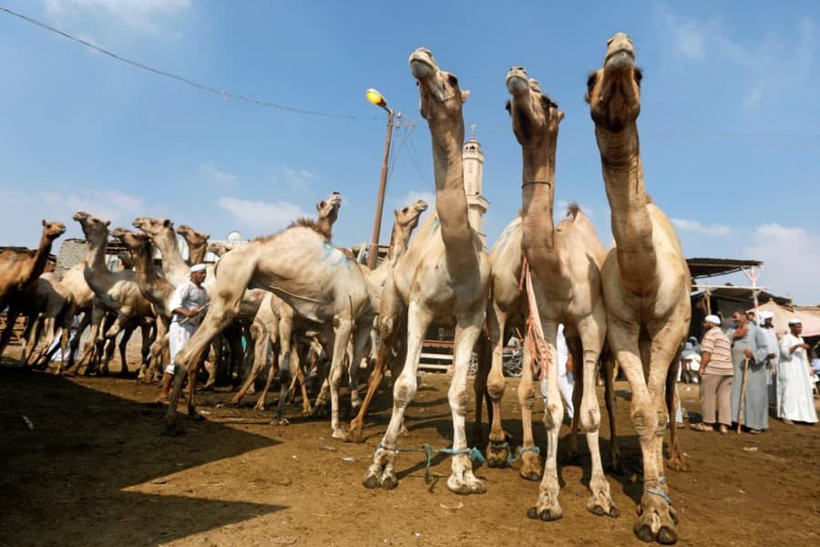 Day Trip to Camel Market of Birqash