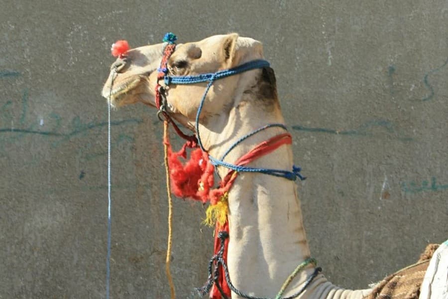 Day Trip to Camel Market of Birqash