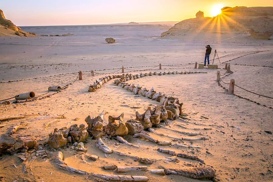 Day Tour To Wadi Hitan And Wadi AL Rayan