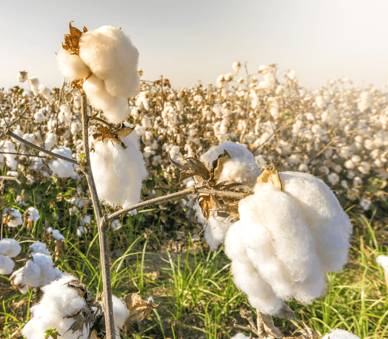 Egyptian cotton sheets shopping tour