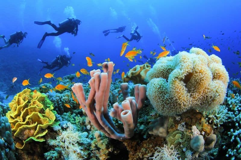 Scuba Diving At Sharm El Sheikh