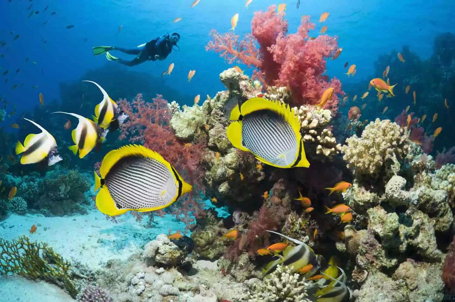 Best Dive Sites Hurghada, Egypt