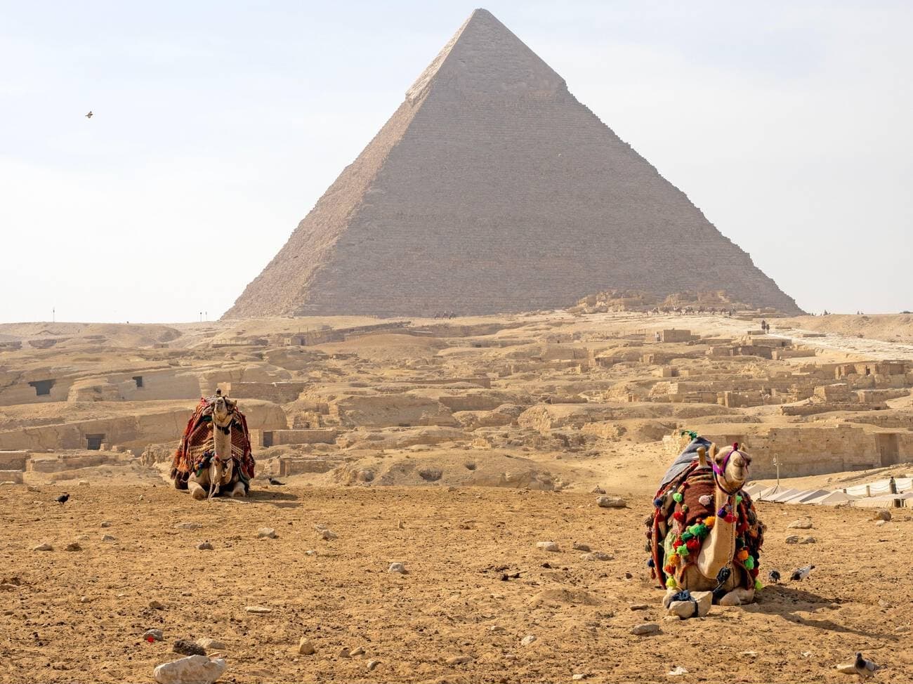 Royal Nile Adventure: Luxury and Legacy