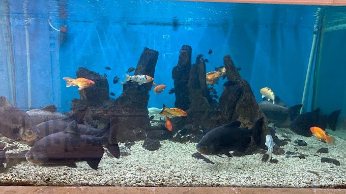 Alexandria Aquarium Museum