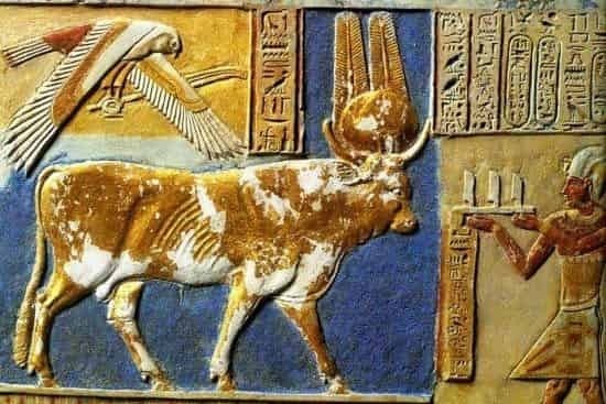 Bull in Egypt