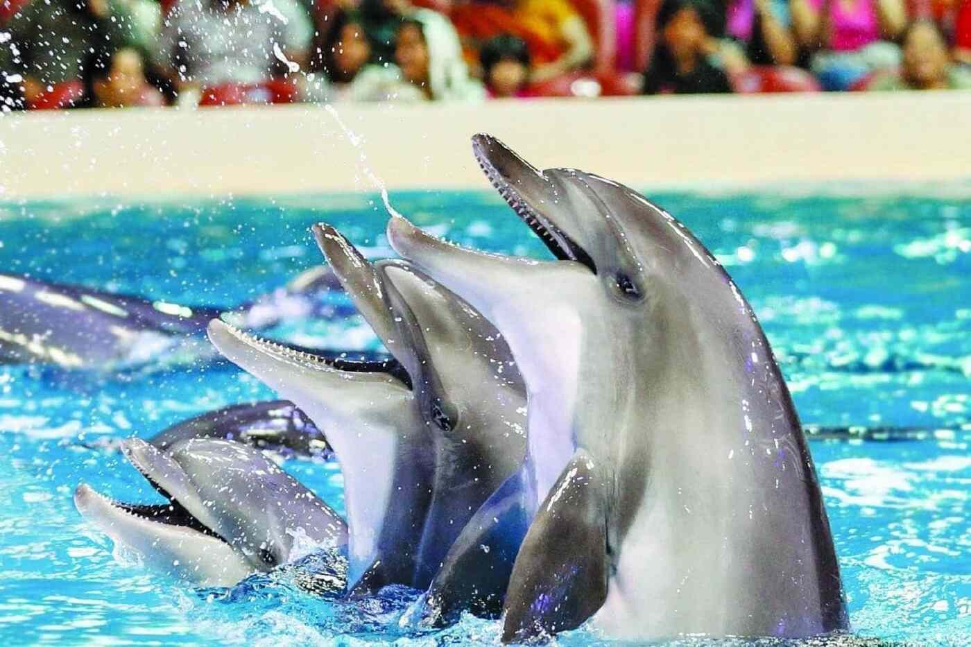 el espectáculo de delfines