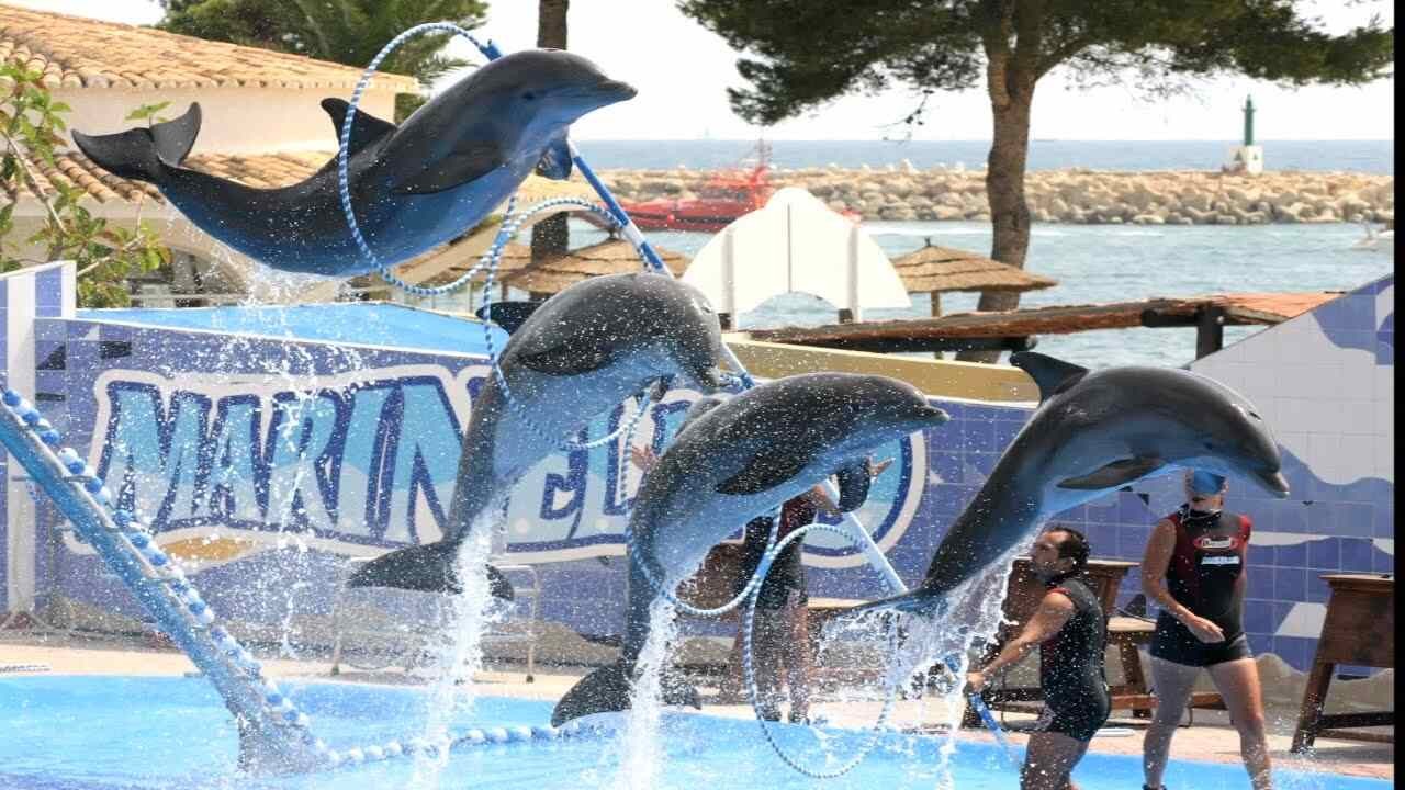 Espectáculo de delfines