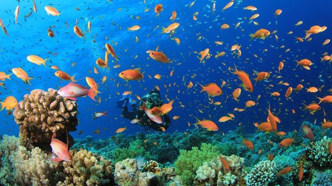 Best 6 sites for scuba dive in Egypt | Scuba diving in Egypt