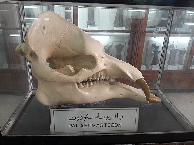 Egyptian Geological Museum's Roots