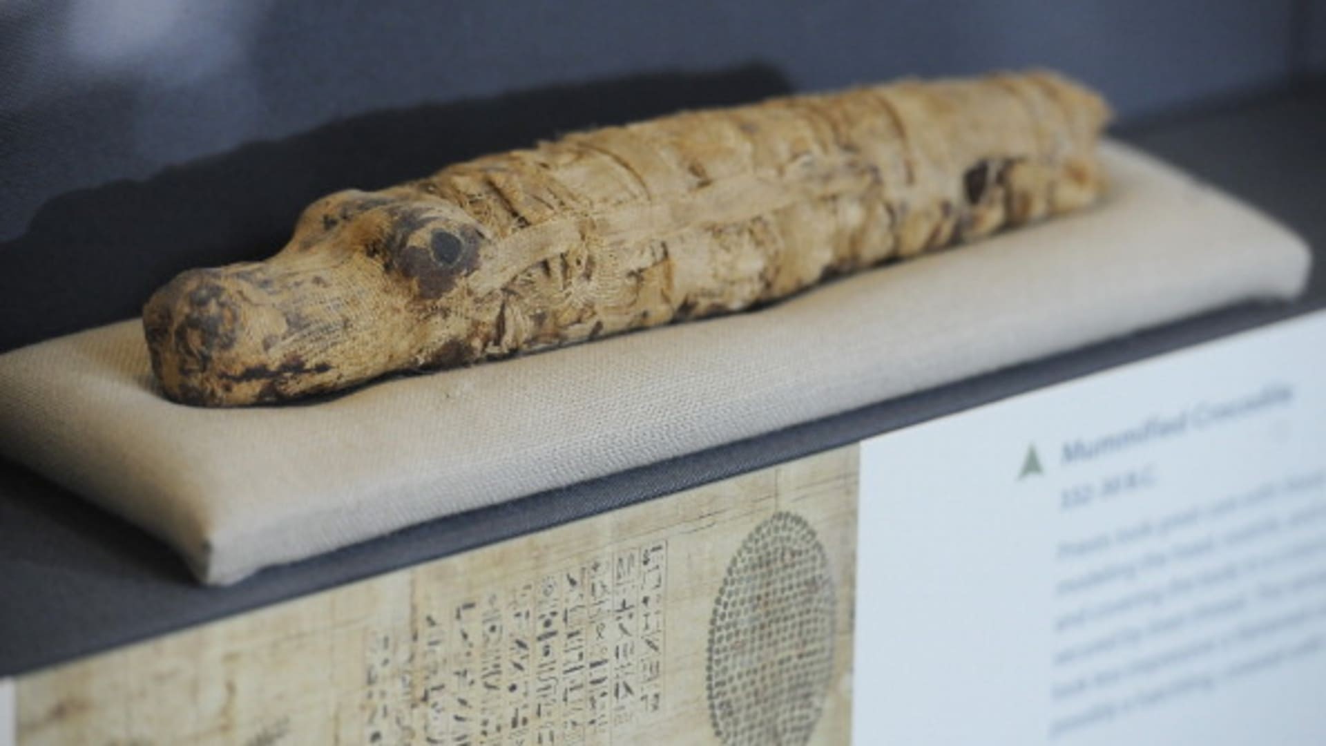 mummy from ancient Egypt