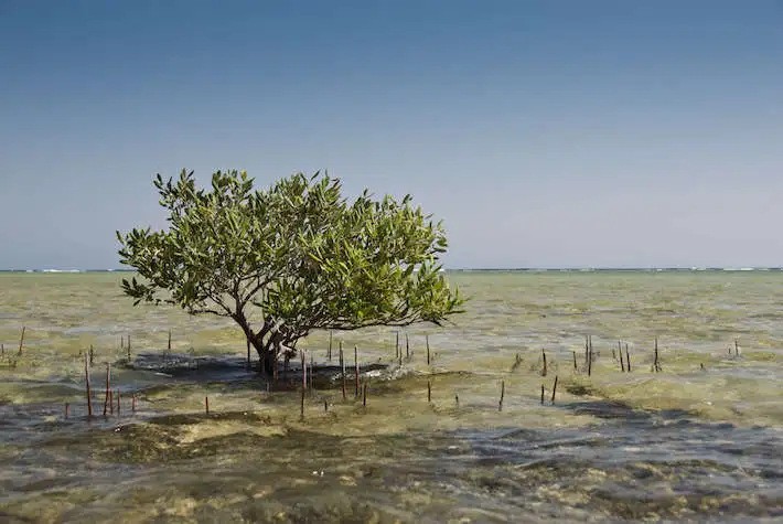 Nabq Protected Area in Egypt