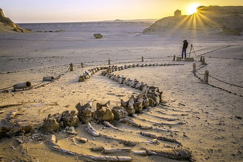 Museo abierto en Wadi El Hitan