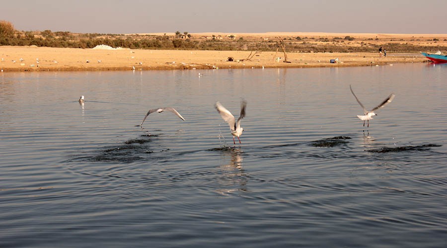 Qaroun lake