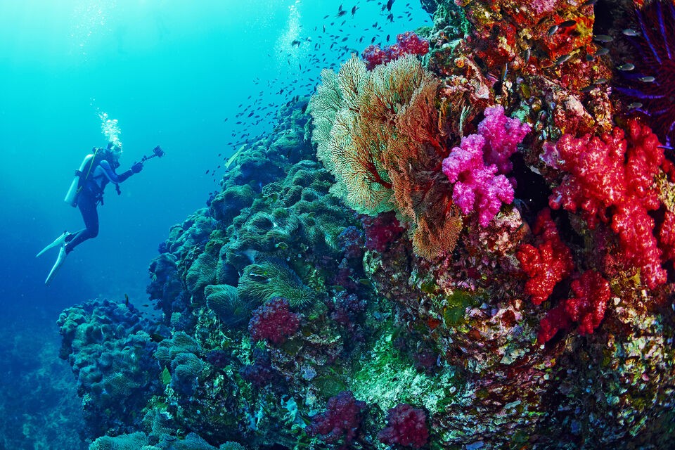 Ras Mohammed diving