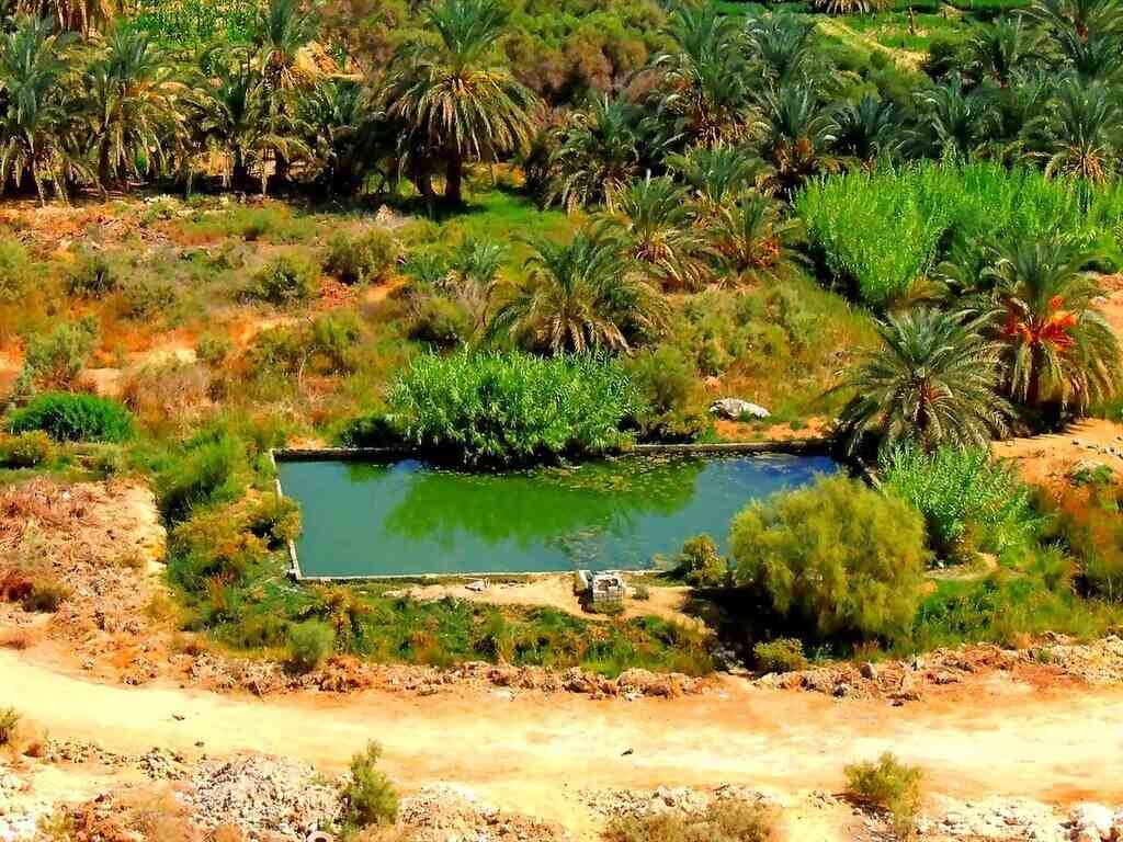 In the Heart of Nature: Siwa's Rural Life Unveiled - Exploring Siwa Oasis