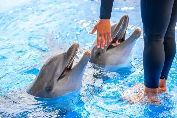 The Dolphin Show