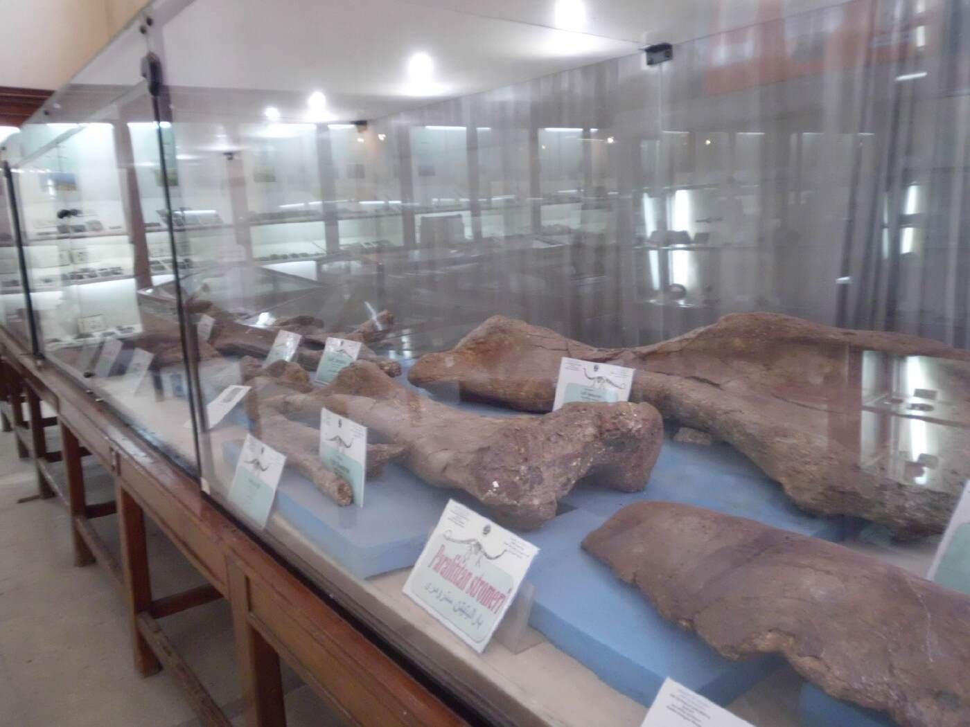 The Egyptian Geological Museum