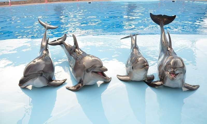 Dolphin show in Hurghada