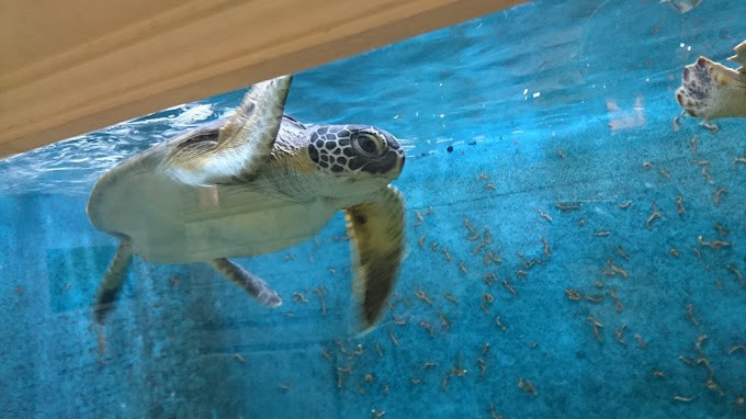Alexandria Aquarium Museum