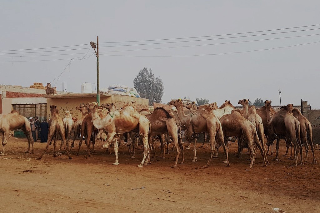 Day Trip to Camel Market of Birqash
