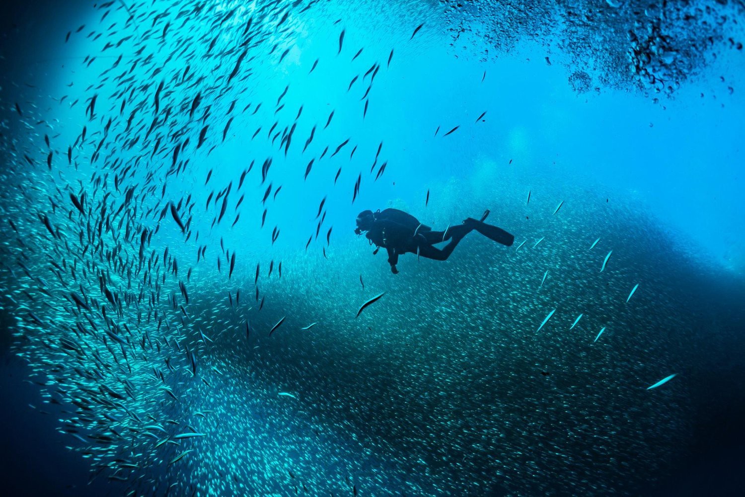 Diving and Snorkeling Trip Ras Mohamed Sharm El Sheikh