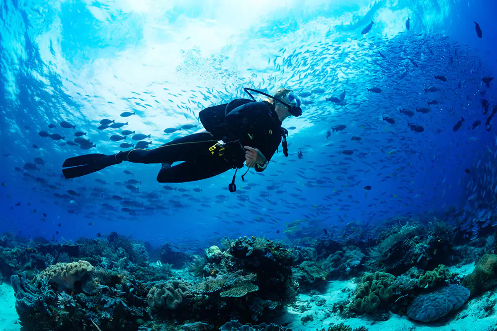 Diving in the Red Sea: 10 Best Dive Sites