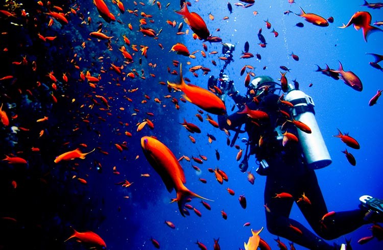 Best diving in Egypt