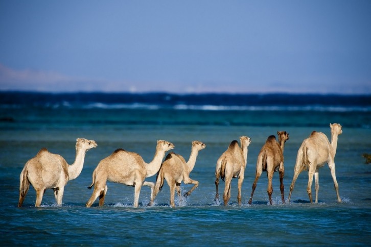 Top 3 attractions in Wadi El Gemal Marsa Alam