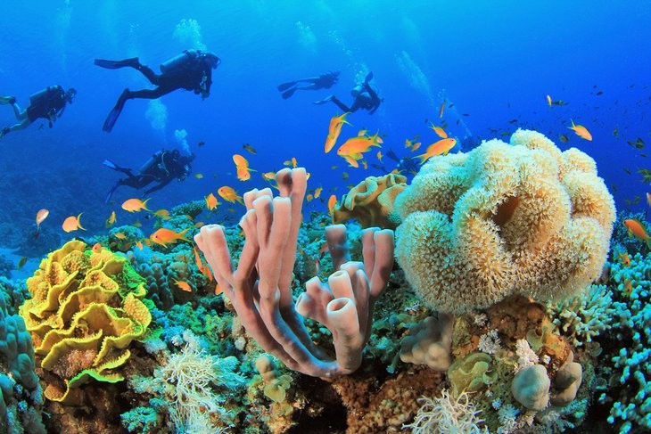 Diving in the Red Sea: 10 Best Dive Sites