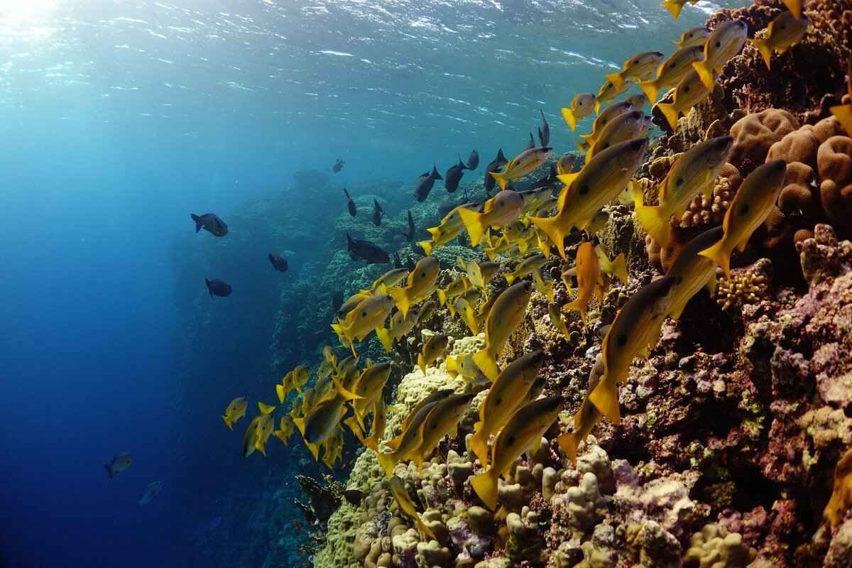 Elphinstone Reef